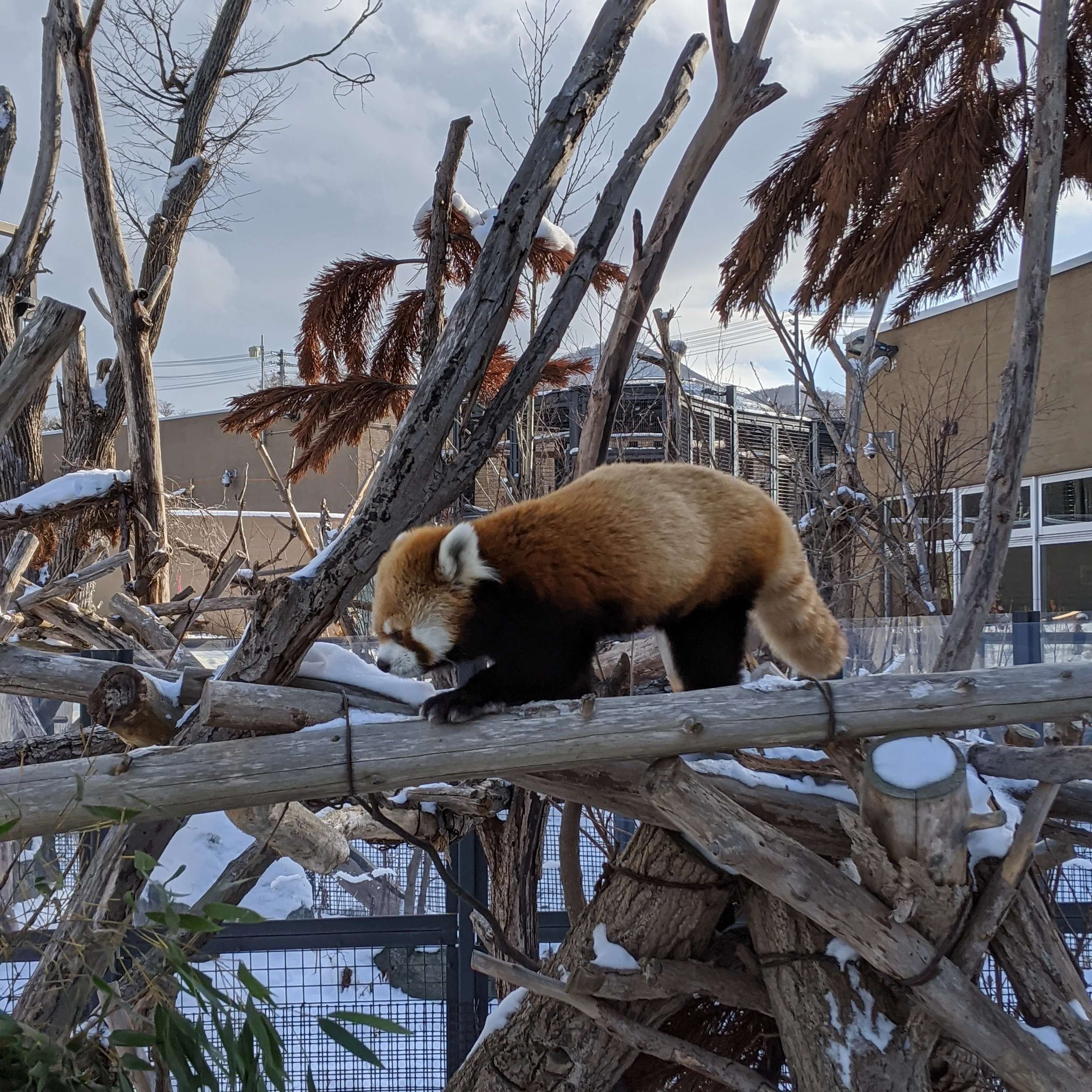 🦁 삿포로시 마루야마 동물원 이미지 7